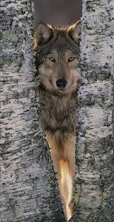 Le Loup Post Tags Hayvan Fotografciligi Siyah Kurtlar Hayvan