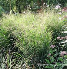 Image result for Panicum merkeri