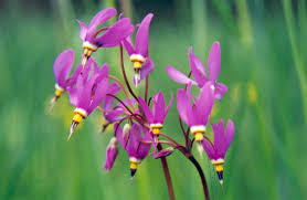 A closeup of pink shooting star flowers in a meadow near lake tahoe in california stock photo alamy. Hawaiian Gardens Shooting Garage Idea