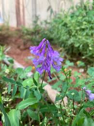 Image result for Rhynchosia luteola