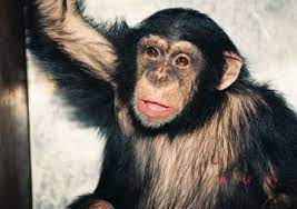 Chimpanzee Down Syndrome A Case Study Of Trisomy 22 In A Captive Chimpanzee Chimpanzee Ai Primate Research Institute Kyoto University