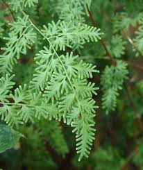 Image result for Lygodium microphyllum