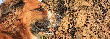 Maybe you would like to learn more about one of these? Peebles Pet Services Oakland Tn Funeral Home And Cremation
