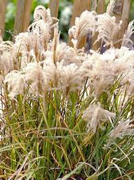 We did not find results for: Types Of Ornamental Grasses Hgtv