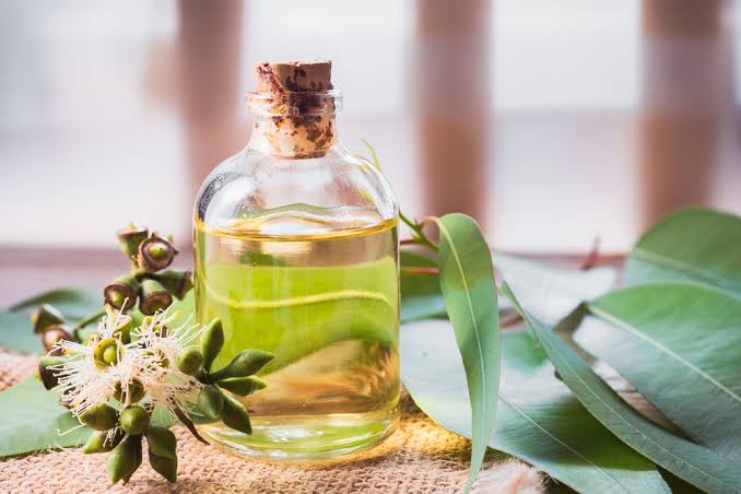 Eucalyptus oil – what is it used for and how does it work? Discover its remarkable properties! | OstroVit