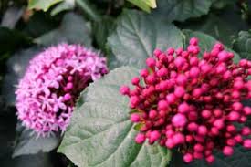 Image result for Clerodendrum