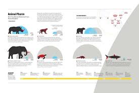 Infographic Traditional Medicine Fuels The Mass Slaughter Of Wild Animals Animal Infographic Infographic Animals Wild