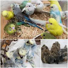 千葉屋鳥獣店ホームページ お知らせ