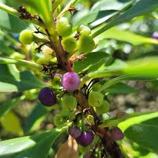 Image result for Myoporum laetum