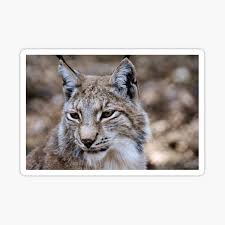 The felinae are a subfamily of the family felidae.this subfamily comprises the small cats having a bony hyoid, because of which they are able to purr but not roar. Eurasischer Luchs Geschenke Merchandise Redbubble