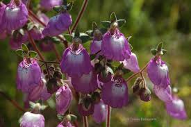 Image result for Calceolariaceae