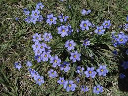 Image result for Sisyrinchium micranthum