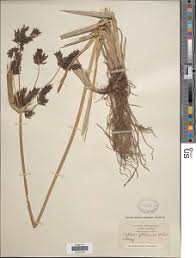 Image result for Cyperus aterrimus