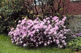 Rhododendron Carolinianum Grass Seed Shrubs Plants