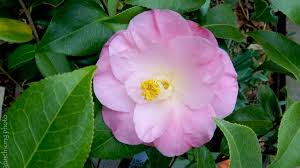 Camellia X April Remembered April Remembered Camellia Evergreen Flowering Shrub Part Sun 15 Year Size Evergreen Flowering Shrubs Flowering Shrubs Camellia