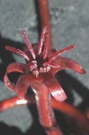 Image result for Brasenia