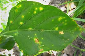 Image result for tomato seedling xanthomonas vesicatoria