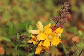 Image result for Alectra picta