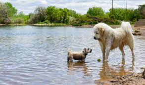 Along the way, it passes numerous. Best Off Leash Dog Parks In Colorado Uchealth Today