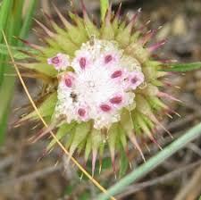 Image result for Dicoma anomala