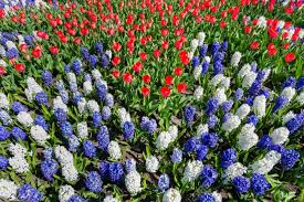 Mar 18, 2019 · white is a classic symbol of perfection which means you should definitely plant some of these flowers in your backyard! Dutch Flowers Field With Red White Blue Tulips And Hyacinths Stock Photo Picture And Royalty Free Image Image 78431703