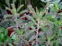 Kalanchoe X Houghtonii Mother Of Millions Hybrid World Of Succulents Succulents Planting Succulents Planting Flowers