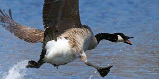 So, try making the dock less appealing to your geese. The Untitled Goose Blog The National Wildlife Federation Blog The National Wildlife Federation Blog