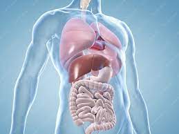Menschlicher Korper Mit Ubersicht Der Inneren Organe Anatomische 3d Illustrationen