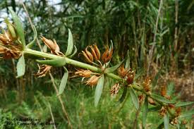 Image result for Stemodia serrata