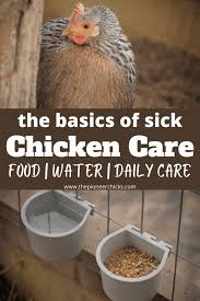 How to help a sick chicken. Caring For A Sick Chicken The Basics The Pioneer Chicks