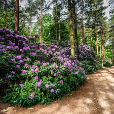 Maybe you would like to learn more about one of these? 15 Best Plants That Like Shade