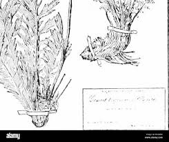 Cyclopedia Of American Horticulture Comprising Suggestions For Cultivation Of Horticultural Plants Descriptions Of The Species Of Fruits Vegetables Flowers And Ornamental Plants Sold In The United States And Canada Together With