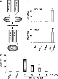 Hemmalaget siktar på att studsa tillbaka efter förlust. Acriflavine Inhibits Hif 1 Dimerization Tumor Growth And Vascularization Pnas