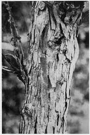 Image result for Acacia ataxacantha