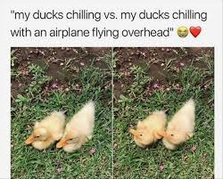 Bird Bouncing Golf Ball On Concrete Ridiculous Animal Picdump Of The Day 53 25 Pics Ridiculouspics Funny Animals Cute Animals Animal Memes