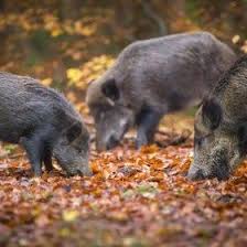 Auf Zur Grunwalder Sauschutt Around About Munich Wildschwein Wild Schwein