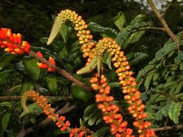 Image result for Moullava