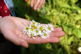 Acest volum este o urmare si o continuare a cartii ,,enciclopedia plantelor medicinale spontane din romania. Cultivarea De Plante Medicinale In Romania Exemple Si Sfaturi Farmbee