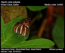 Answerthepublic listens into autocomplete data from search engines like google then quickly cranks out every useful phrase and question people are asking around rohan on 15 jun. Neptis Nata Clear Sailer Butterflies Of India