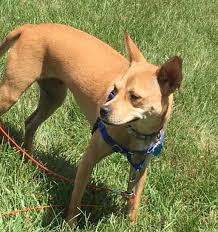 Marion county, indianapolis, in id: Adorable Lab Shepherd Mix Dog For Adoption In Indianapolis In Adopt Sweet Sandy