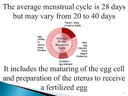 The day count for menstrual cycle begins on the first day of menstruation when blood starts to come out of the vagina. 4 Menstrual Cycle 1 The Menstrual Cycle Is A Monthly Cycle Of Changes In The Female Reproductive System 2 It Is The Way The Uterus Changes Before And Ppt Download