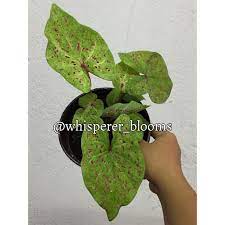 Maybe you would like to learn more about one of these? Caladium Miss Muffet Keladi Miss Muffet Shopee Malaysia