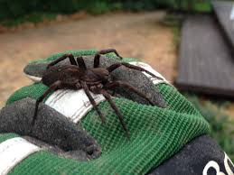 Posted by sc comments off on vagrant spider saved from fire. David Pattemore On Twitter Look At This Beauty I Found In My Lawn Today Endemic Nz Vagrant Spider Uliodon Sp Species Id Stho002