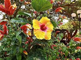 Image result for Hibiscus engleri