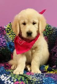 Welcome to golden plains goldens. Golden Retriever Puppies Splash