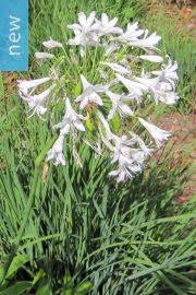 Image result for Chironia elgonensis