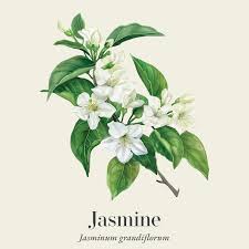 Image result for Jasminum grandiflorum