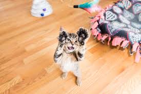 Check spelling or type a new query. How To Get Kittens Not To Bite You Kitten Lady