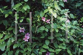 This rambling vine is perfect for twining in and around your perennial garden, and compact enough to stay put on a trellis or arch. Horticopia Clematis Texensis Duchess Of Albany Texas Clematis Scarlet Clematis Leather Flower