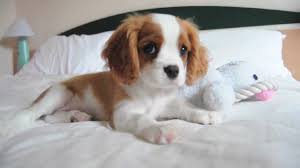 Baby Cavalier King Charles Spaniel Google Search King Charles Cavalier Spaniel Puppy Cavalier King Charles Spaniel Cavalier King Charles Spaniel Tricolor